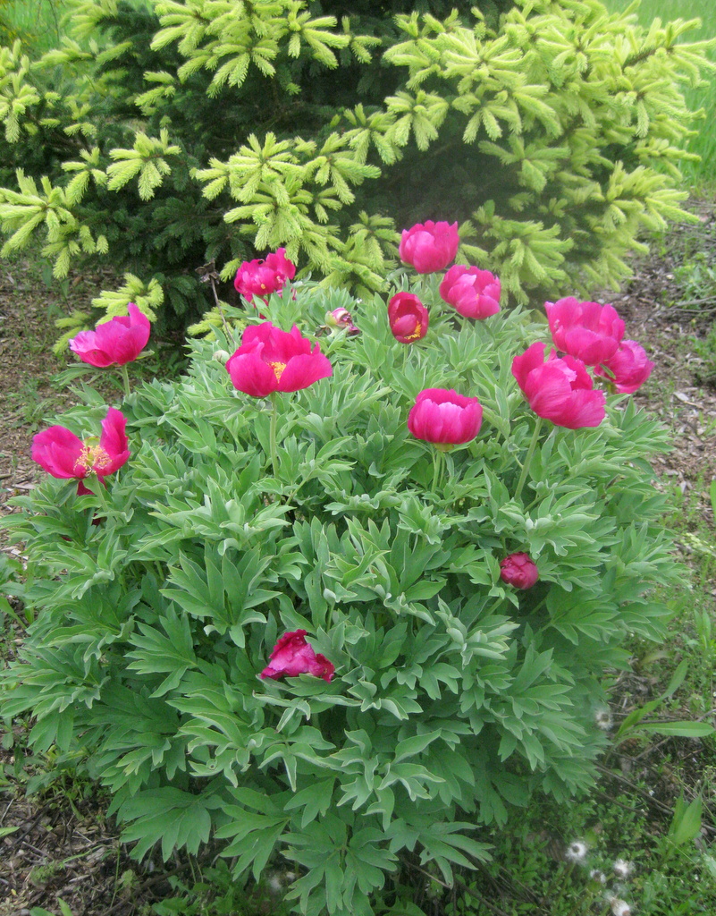 Paeonia aff caucasica JJH980784KART1600m #139 - Click Image to Close